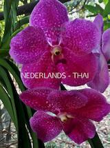 NEDERLANDS - THAI (e-Book)